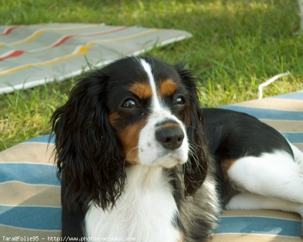 Photo de Cavalier king charles spaniel