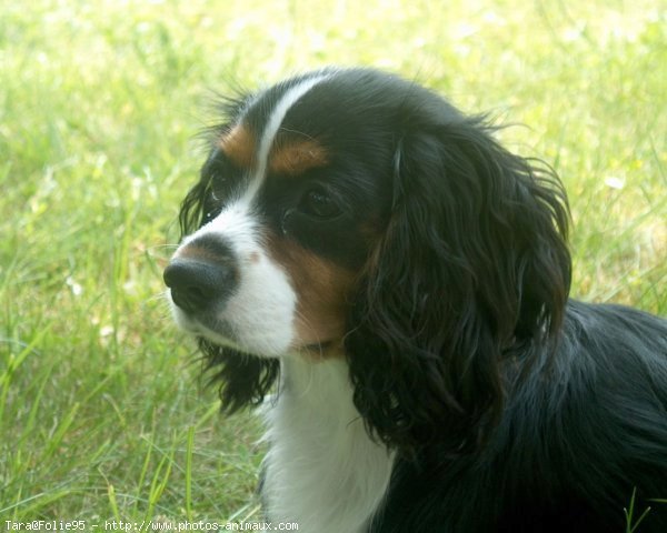 Photo de Cavalier king charles spaniel