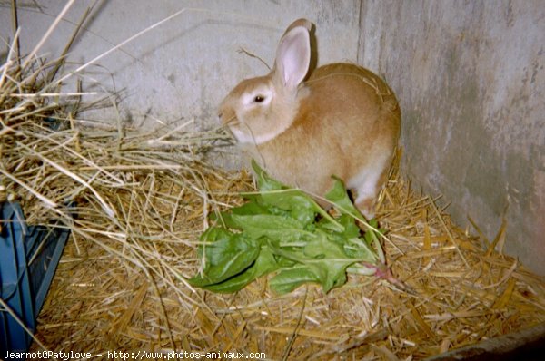 Photo de Lapin