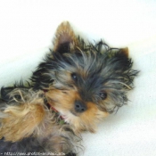 Photo de Yorkshire terrier