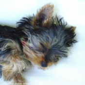 Photo de Yorkshire terrier