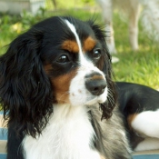 Photo de Cavalier king charles spaniel