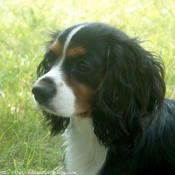 Photo de Cavalier king charles spaniel