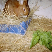 Photo de Lapin