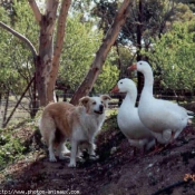 Photo de Border collie