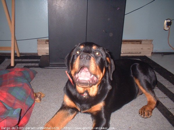 Photo de Rottweiler