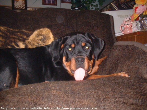 Photo de Rottweiler