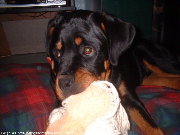 Photo de Rottweiler