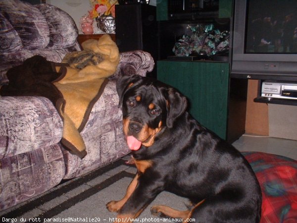 Photo de Rottweiler