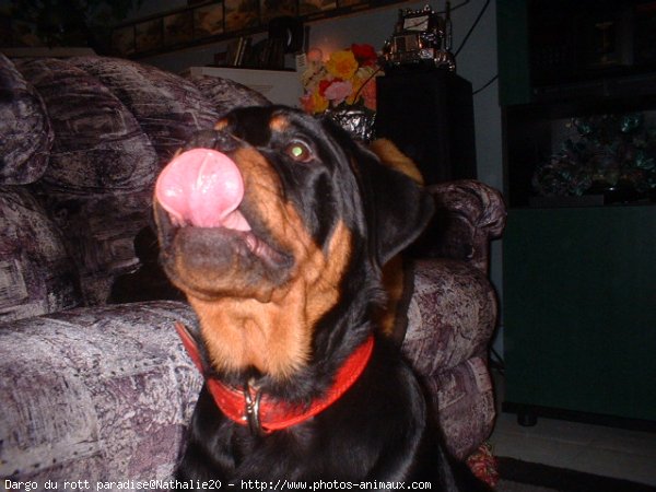 Photo de Rottweiler