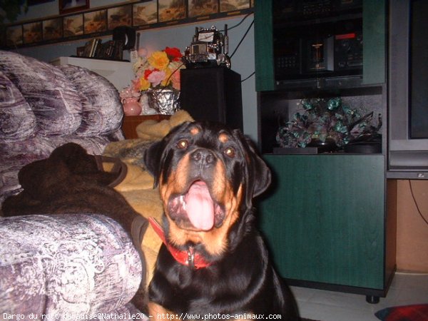 Photo de Rottweiler