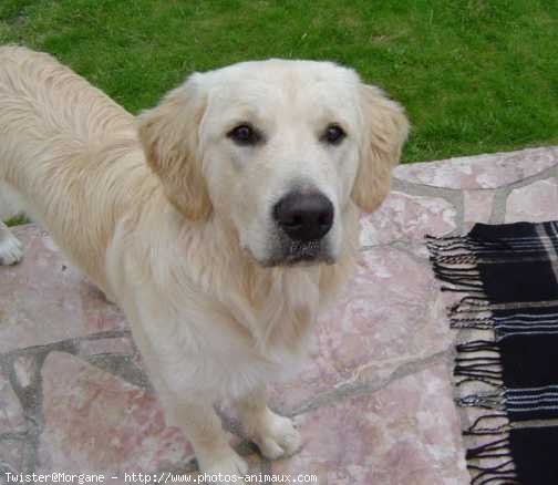 Photo de Golden retriever