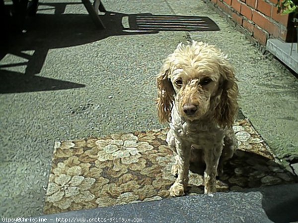 Photo de Caniche moyen