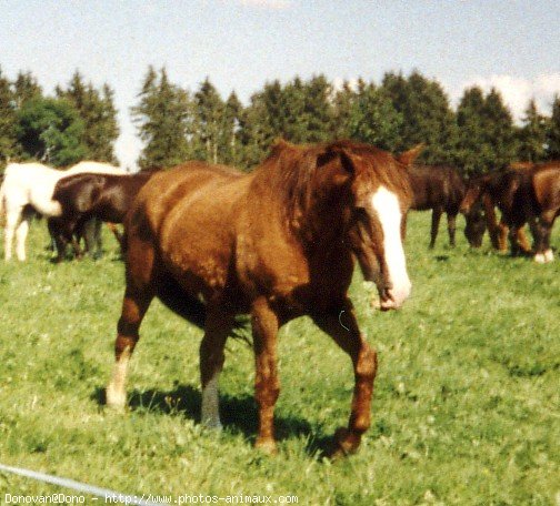 Photo de Races diffrentes