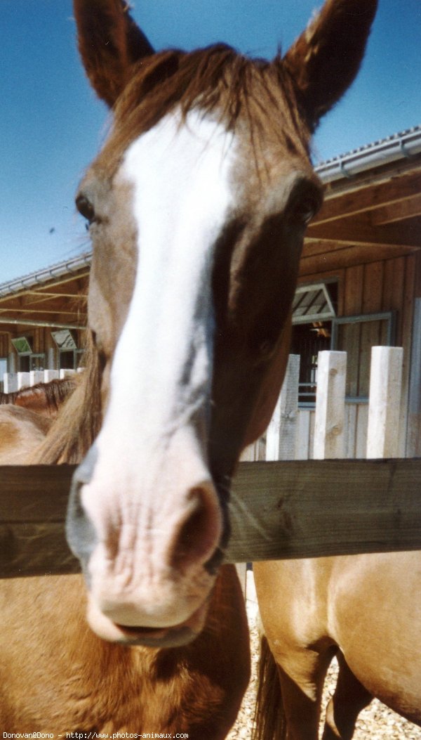 Photo de Races diffrentes