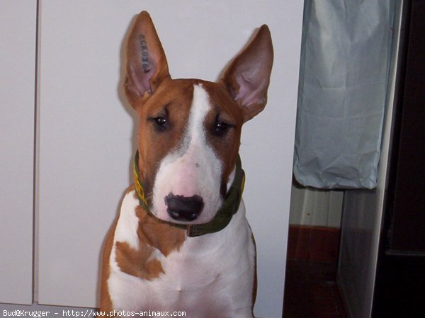 Photo de Bull terrier miniature