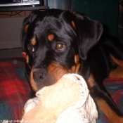 Photo de Rottweiler