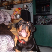 Photo de Rottweiler