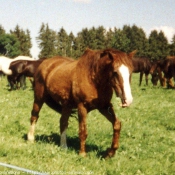 Photo de Races diffrentes