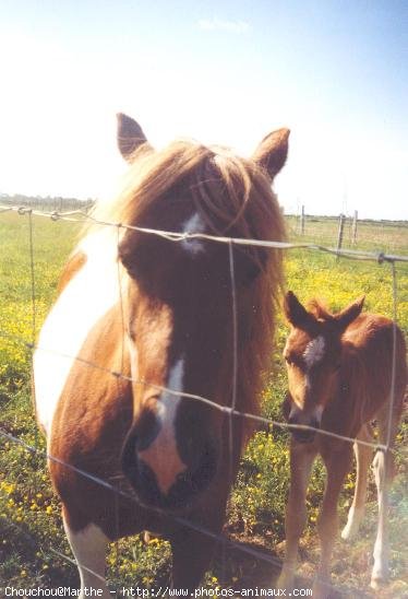 Photo de Races diffrentes