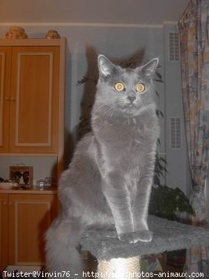 Photo de Chartreux