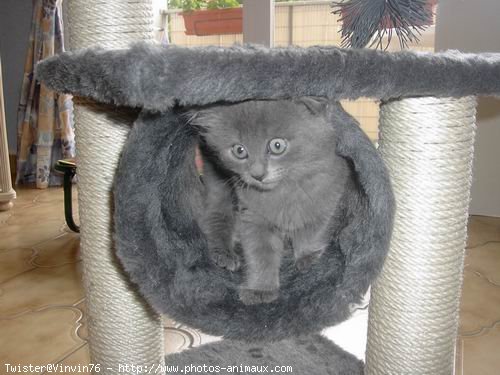 Photo de Chartreux