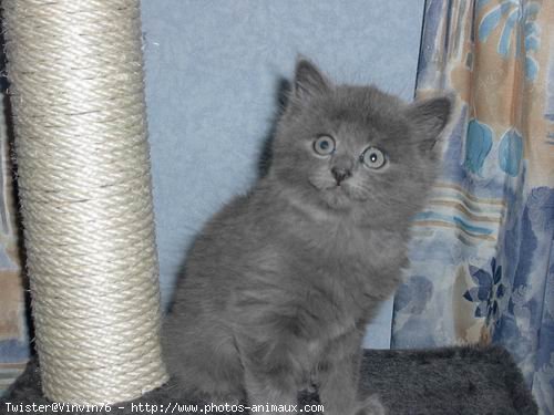 Photo de Chartreux