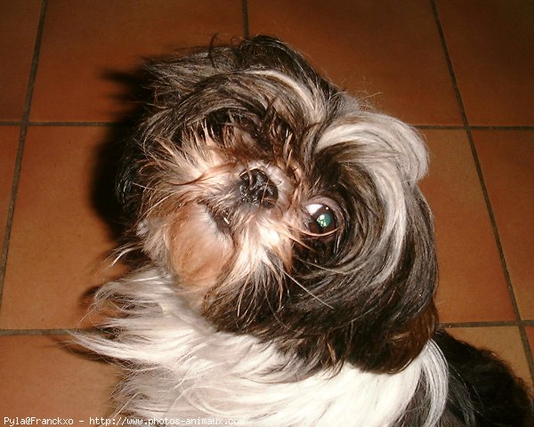 Photo de Shih tzu