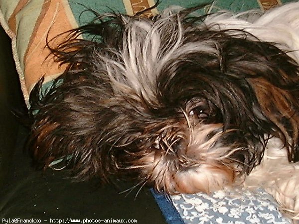 Photo de Shih tzu