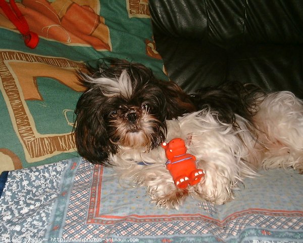 Photo de Shih tzu