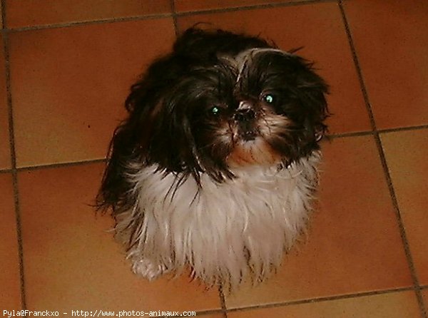 Photo de Shih tzu