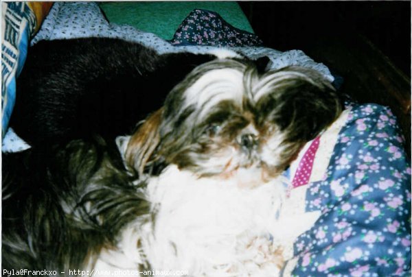 Photo de Shih tzu