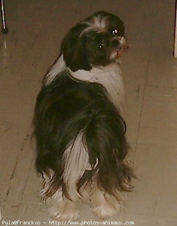 Photo de Shih tzu