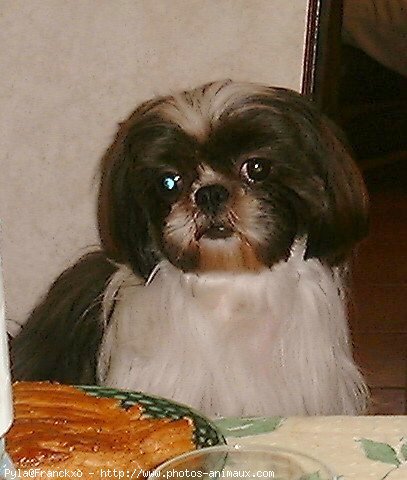 Photo de Shih tzu