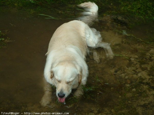 Photo de Golden retriever