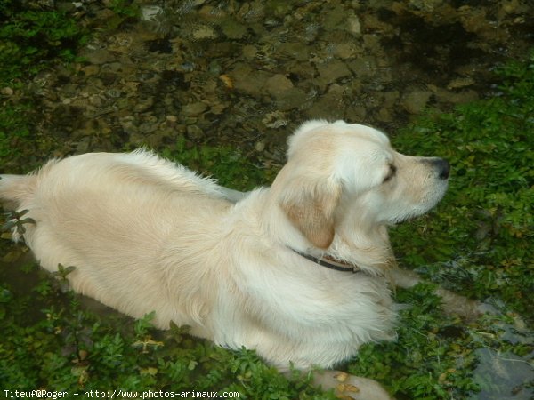 Photo de Golden retriever