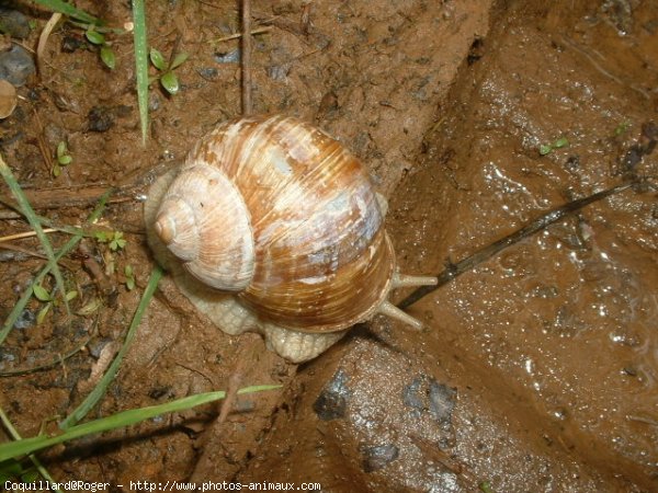 Photo d'Escargot