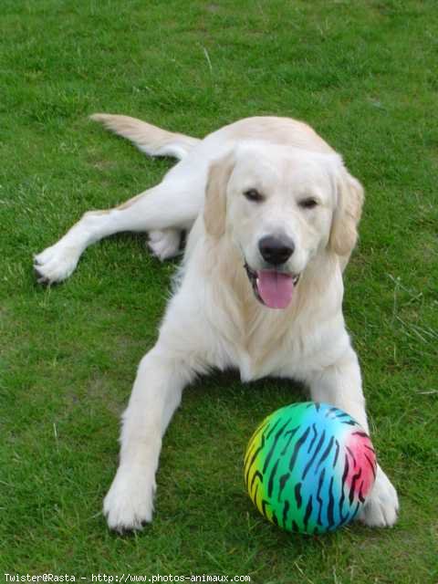 Photo de Golden retriever