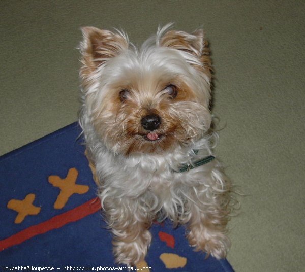 Photo de Yorkshire terrier