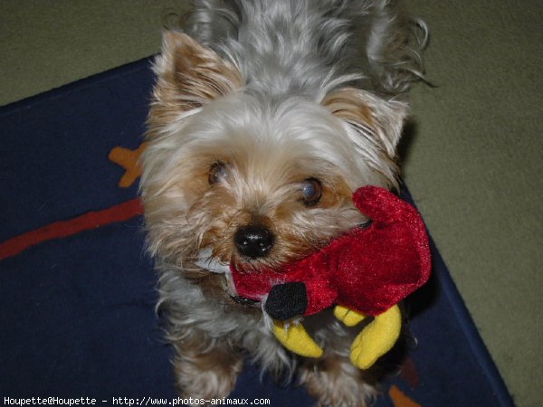 Photo de Yorkshire terrier