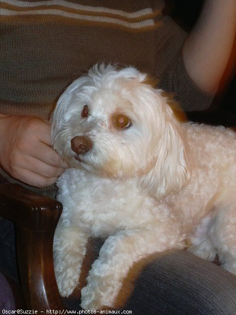 Photo de Bichon maltais