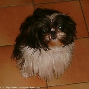 Photo de Shih tzu