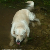 Photo de Golden retriever