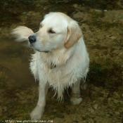 Photo de Golden retriever