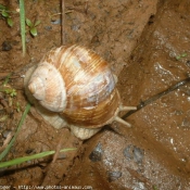 Photo d'Escargot