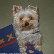 Photo de Yorkshire terrier