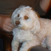 Photo de Bichon maltais