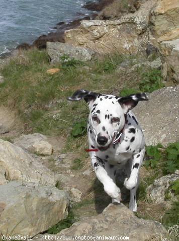 Photo de Dalmatien