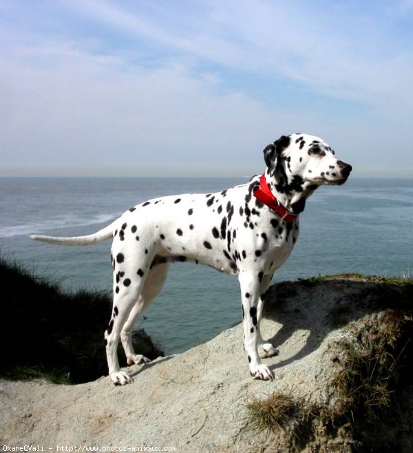 Photo de Dalmatien