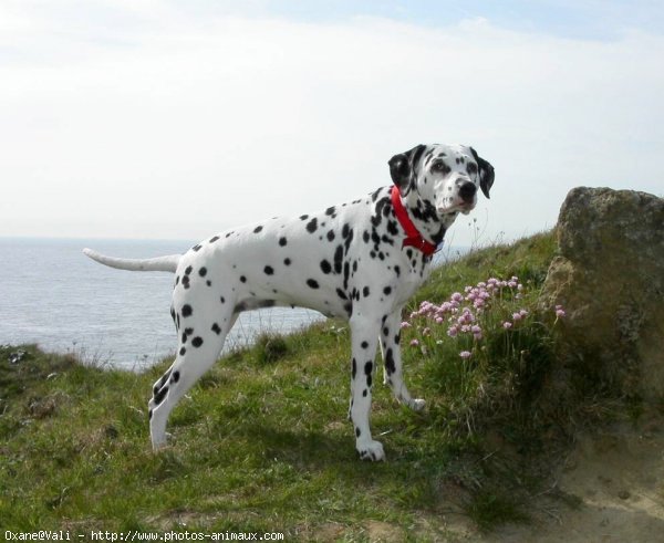 Photo de Dalmatien